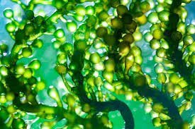 dollarshopp.com golden algae dollarshopp.com golden algae