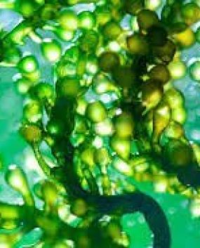 dollarshopp.com golden algae